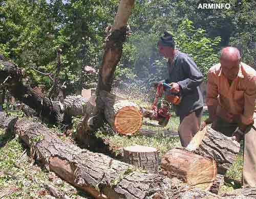 В Сюникской области Армении вырублены 37 деревьев