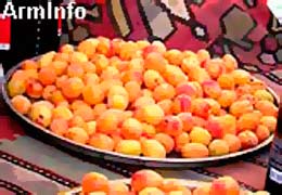 В течение недели компания "Спайка" из Армении экспортировала более 3 тысяч тонн абрикоса