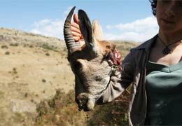 В лесах Сюника браконьеры убили двух безоаровых козлов