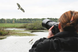 На Севане увеличивается число водно-болотных видов птиц
