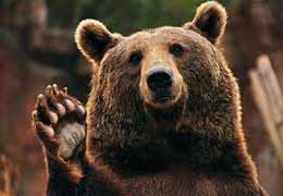 Фонд Бриджит Бордо помог спасти гюмрийских медведей
