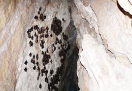 Пещера Магела: сохранение летучих мышей или развитие туризма?
