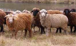 Армении выгоднее пасти своих овец, чем иранских