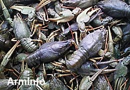 Armenian government tries to tighten control over catching crayfish 