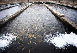 Հայ ձկնաբույծները պատրաստ են մեկ լիտր ջրով աճեցնել 300 կգ ձուկ՝ այդ կերպ 50 տոկոսով կրճատելով Արարատյան արտեզյան համակարգից վերցվող ջրի քանակը