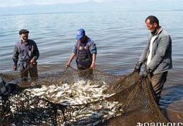 Program on ishkhan breeding in Lake Sevan causes environmentalists