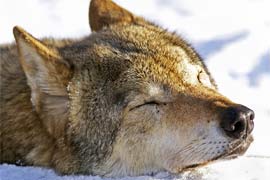 За год в Армении отстреляли 200 волков