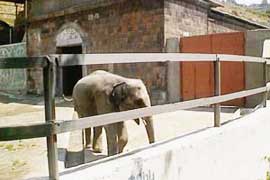 Минздрав Армении призывает к осторожности при посещении Ереванского зоопарка