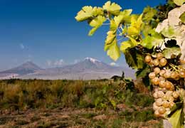 Ереванский коньячный завод завершил закуп винограда в Араратской долине