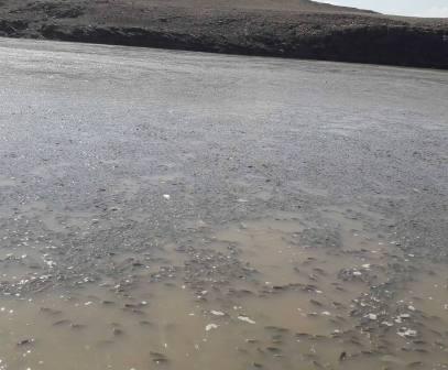 There is big fish drop in Akhuryan reservoir of Armenia