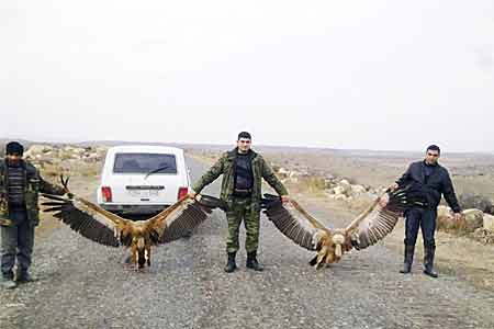 The Armenian Police understands the next report on the shooting of  the Red-booked White-headed griffons 