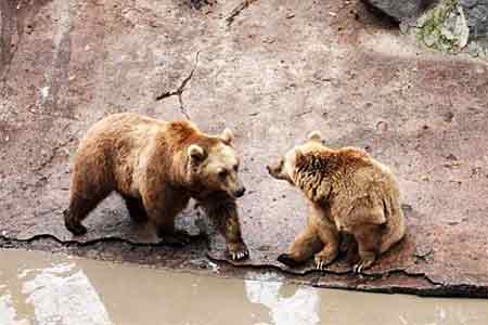 Развлекавший посетителей ресторанного комплекса Гюмри медведь переведен  в Ереванский зоопарк