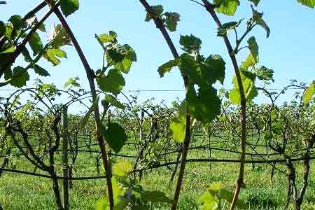 Армавирские виноградари перекрыли трассу Армавир-Ереван и требуют пересмотра цены закупа винограда
