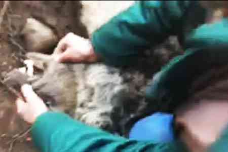 В ущелье Карби, Арагацотской области специалисты спасли бурого медведя из капкана