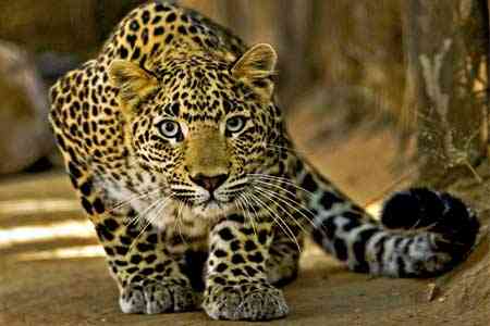 Создание экокоридоров увеличило в Армении популяцию краснокнижных леопардов
