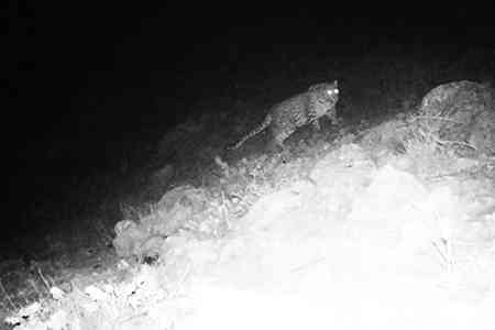 Another Caucasian leopard spotted by cameras in Armenia
