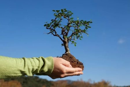 The program for planting 10 million trees has been postponed to 2021