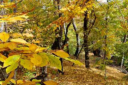 В Армении на долю лесных насаждений приходится всего 11,2% площади