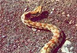 Вероятность встретить в Ереване ядовитую змею минимальна, считает эксперт
