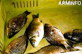 Массовым уничтожением рыб в общине Далар займется полиция