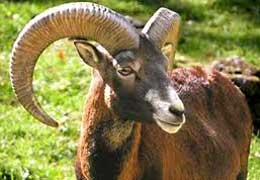 WWF: В Армении увеличилась популяция арменийских муфлонов и безоаровых козлов