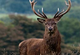 Caucasian red deer to be brought to Armenia from Russia 