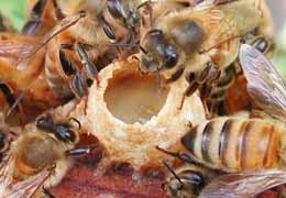 Cellular communication bad for beekeeping