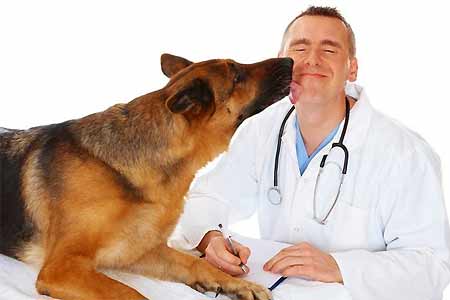 В Дилижане открылась ветеринарная клиника для решения проблем бездомных собак