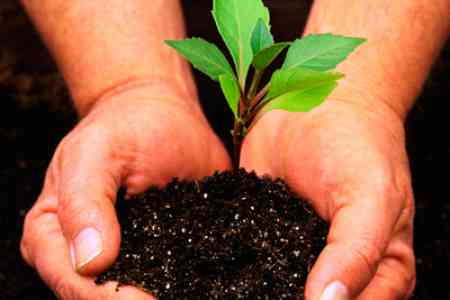 About 9 thousand seedlings planted in Syunik
