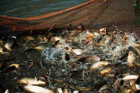 Eric Grigoryan: Secondary waters of fish farms in Armenia will be  directed to supply irrigation systems