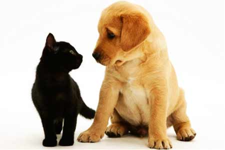 Владельцы собак и кошек в ЕАЭС смогут выезжать с ними за пределы страны Союза без дополнительного клинического осмотра у ветеринара