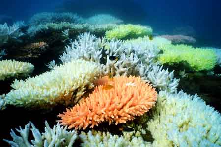 Ученые заявили об ухудшении состояния Большого Барьерного рифа