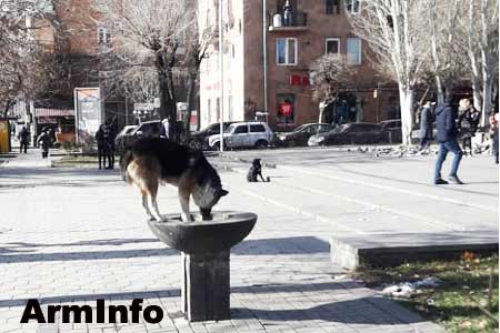 Во всех административных районах Еревана будут созданы специальные парки для домашних собак
