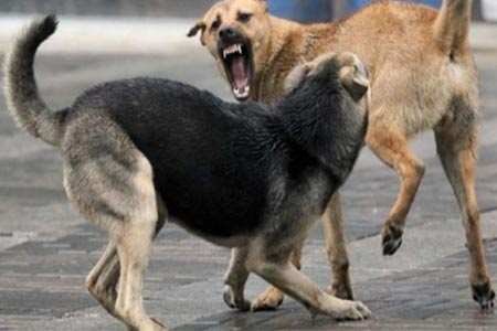 В течение 2023 года в Армении зафиксированы многочисленные случаи нападений бродячих собак на людей - Полиция