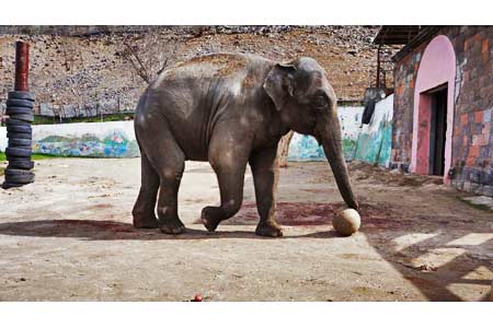 Ереванский зоопарк  запускает проект "Напиши животному, напиши другу"
