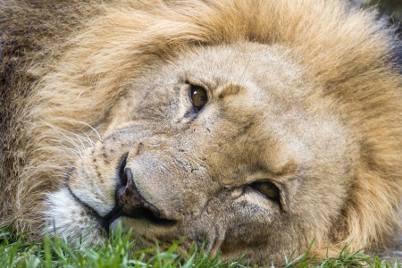 Гагик Царукян подарит своего льва Симбу Ереванскому зоопарку