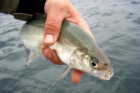 Сиг идет на нерест - с завтрашнего дня рыбалка на Севане запрещена