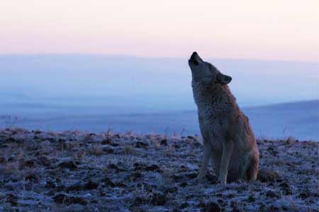 В Северо-Казахстанской области перестали обитать волки и шакалы   