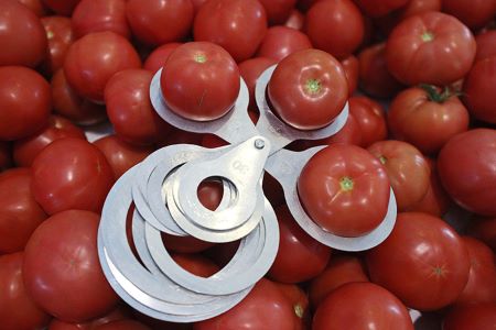 Российский запрет на ввоз казахстанских томатов и перцев признан барьером
