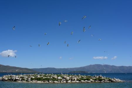 Sevan Startup Sammit 2021 will not take place as the population of  seagulls may be endangered 