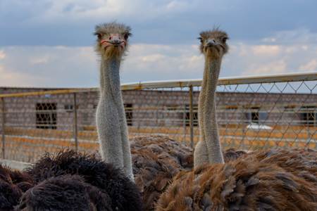В Масисе открыта страусиная ферма (Видео)