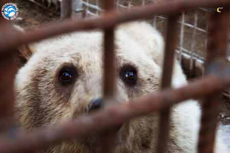 FPWC реализовал масштабную программу по спасению медведей и рыси в Арцахе