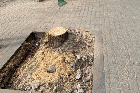 Мэрия Еревана устроила геноцид деревьев в центре столицы