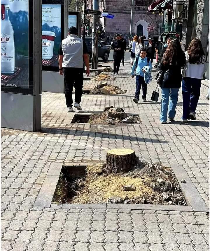 Партия "Зартонк" требует провести расследование обстоятельств вырубки деревьев в центре Еревана
