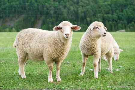 One of favorite pastimes of Azerbaijanis  "sheep theft" continues on  border with Armenia. Aramus resident lost 200 heads of sheep