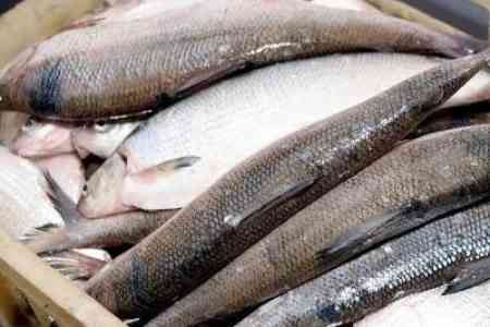 Whitefish catch limit in Lake Sevan 314 tons in 2025