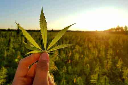 Armenian law-enforcers confiscate over 7kg of marijuana 
