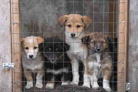 Animal shelters to be constructed in three regional centers 