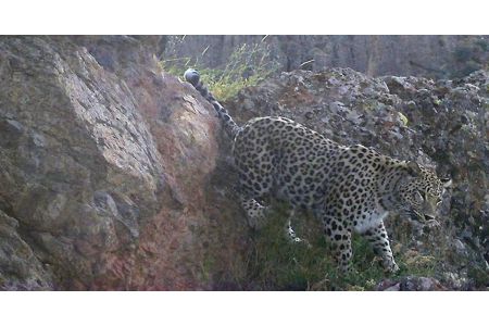 Фотоловушки снова запечатлели кавказского леопарда в 