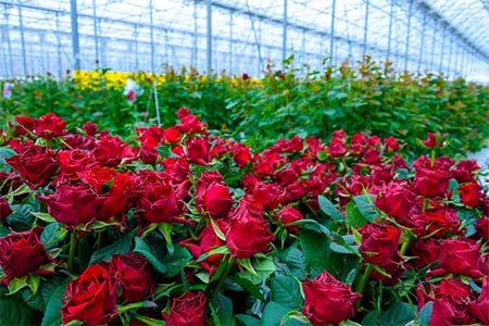 The Dutch Foreign Minister learned about the potential of Armenian flower exports.